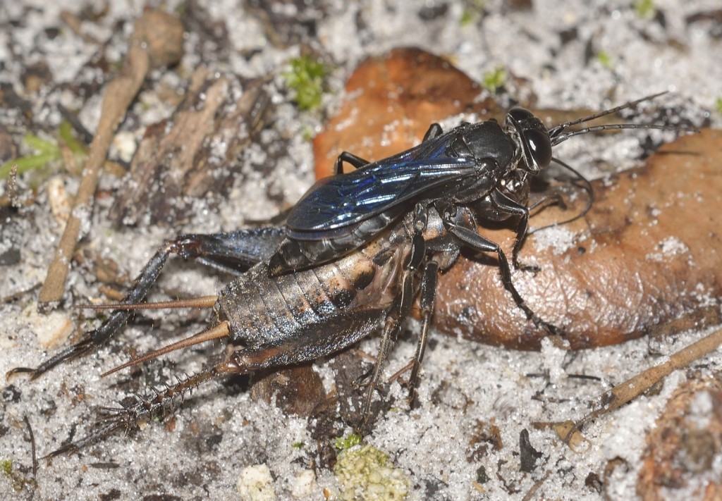Liris wasp with paralyzed Gryllus cricket.