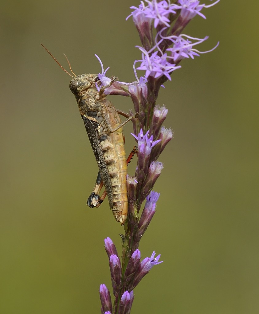 The immodest grasshopper, Melanoplus impudicus, eating flowers of Liatris tenuifolia