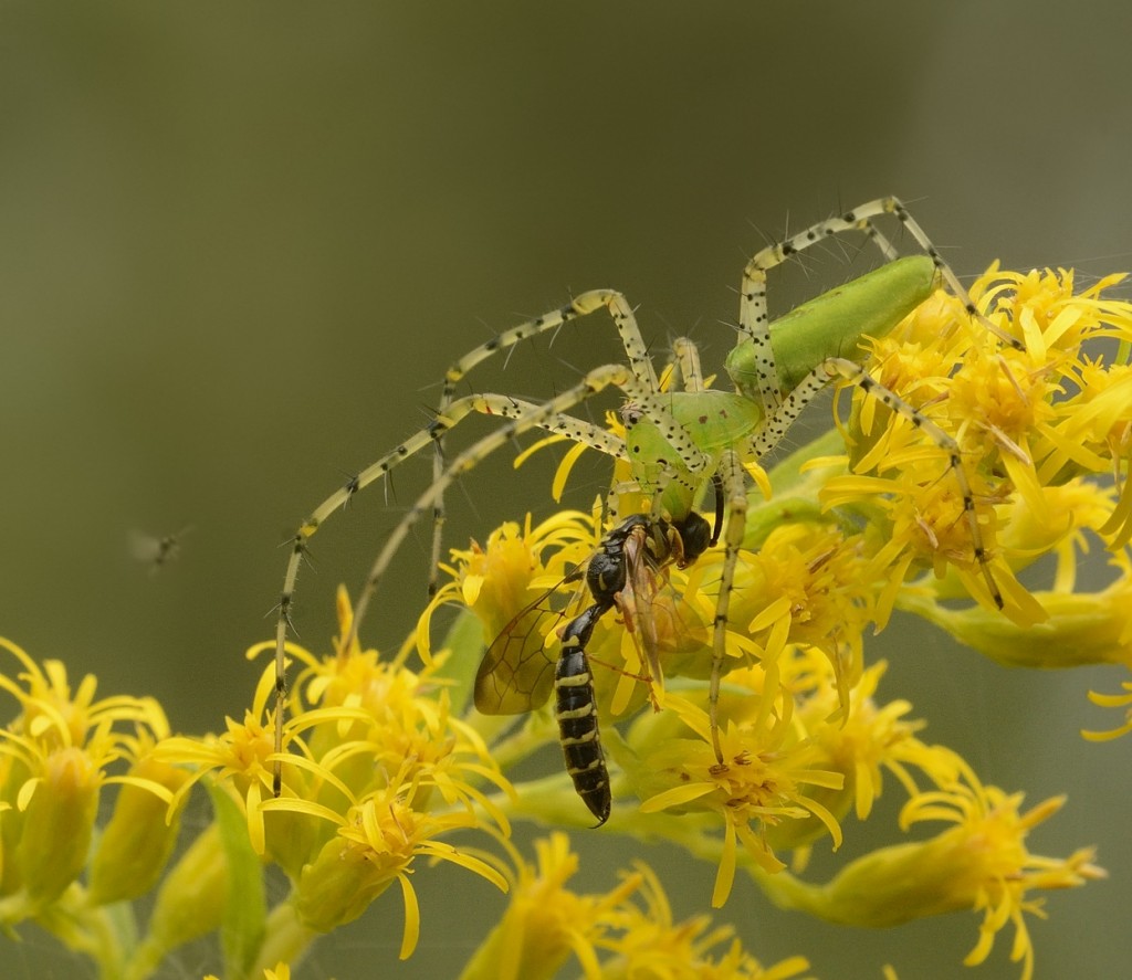 Tiphiid wasp (Myzinum sp.) prey