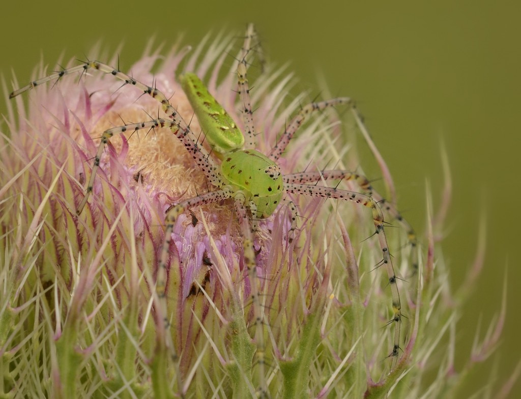 A female lynx spider from mid-August, still fattening up in preparation for producing her cocoon.