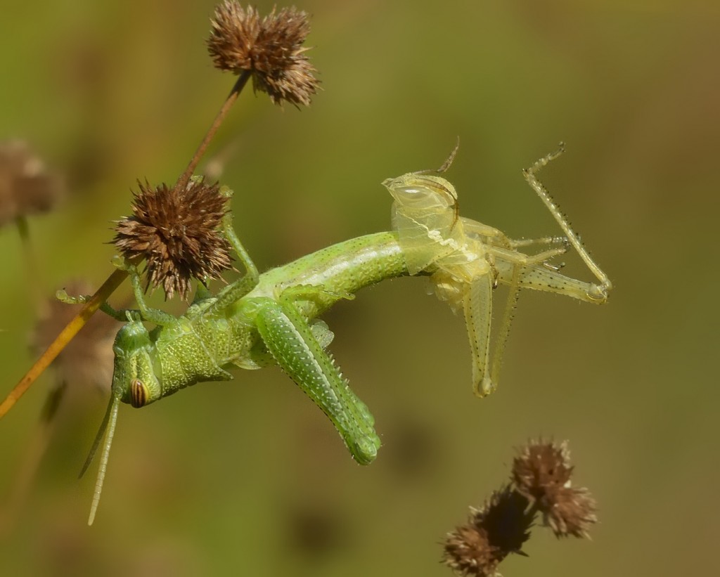 Schistocerca grasshopper nymph kicking off his old skin