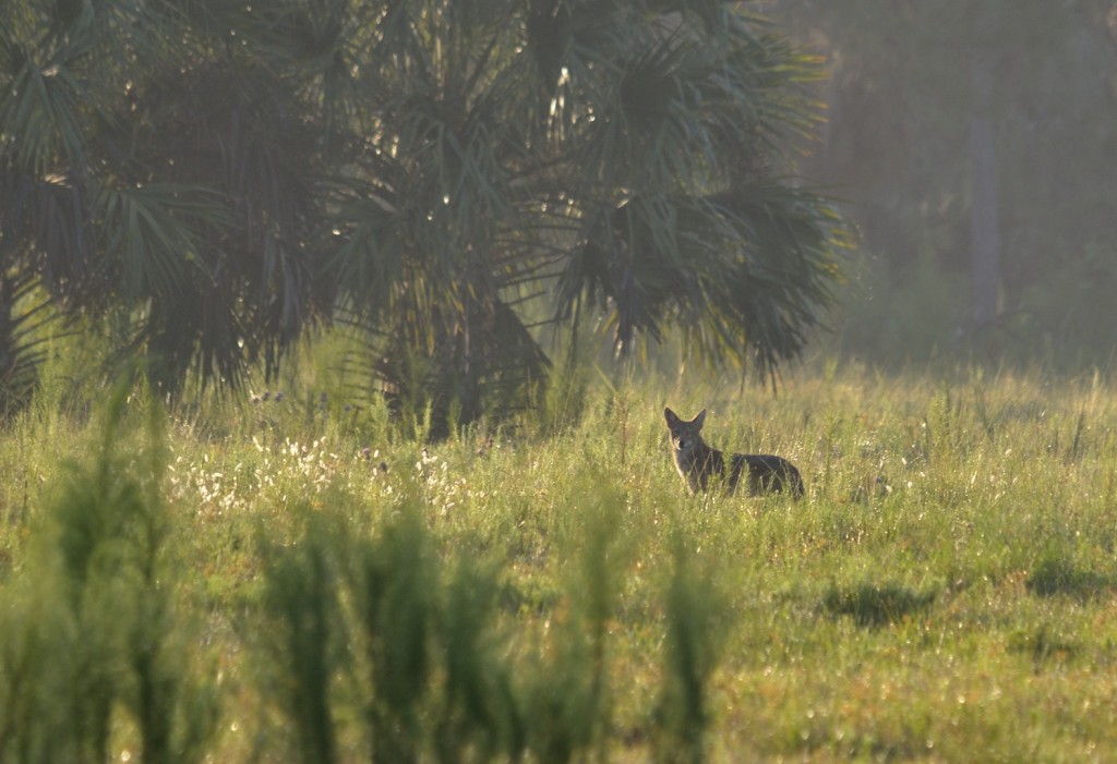 Canis latrans_092511_6_Lake County