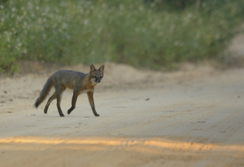 Urocyon cinereoa_09212014-38_Ocala NF FR69