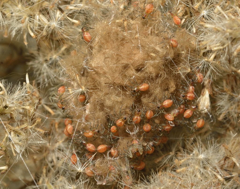 Peucetia babies_11292014-07_620 COC