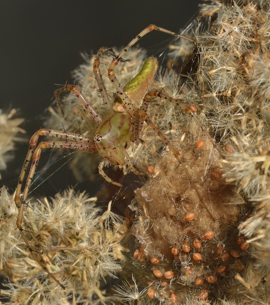 Peucetia babies_11292014-11_620 COC