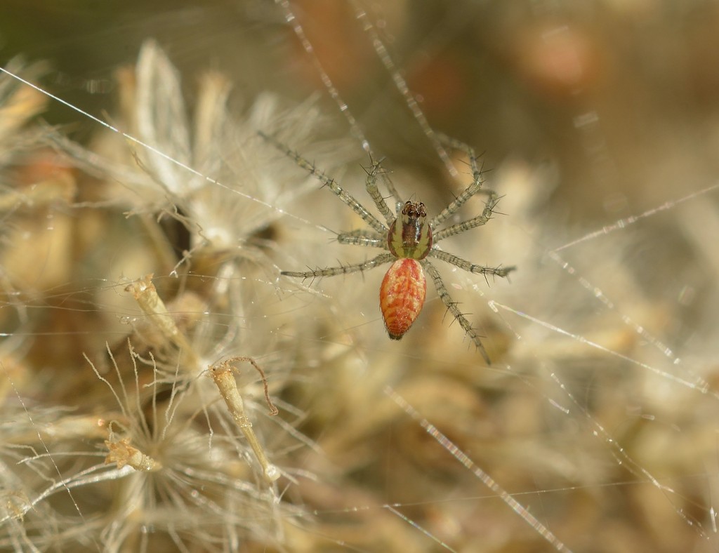 Peucetia babies_11302014-00_620 COC