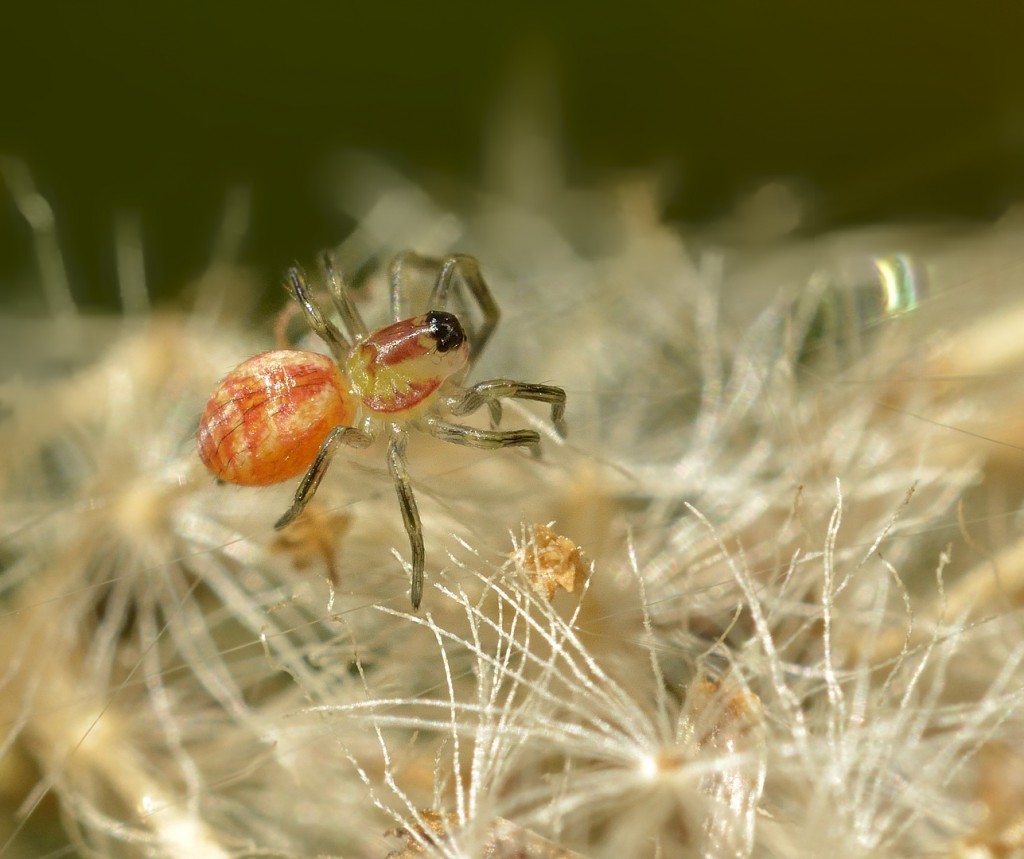 Peucetia babies_11302014-18_620 COC