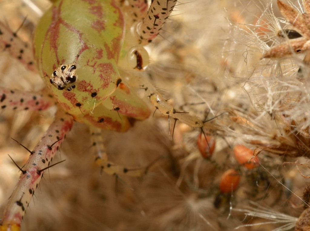 Peucetia babies_12022014-06_620 COC