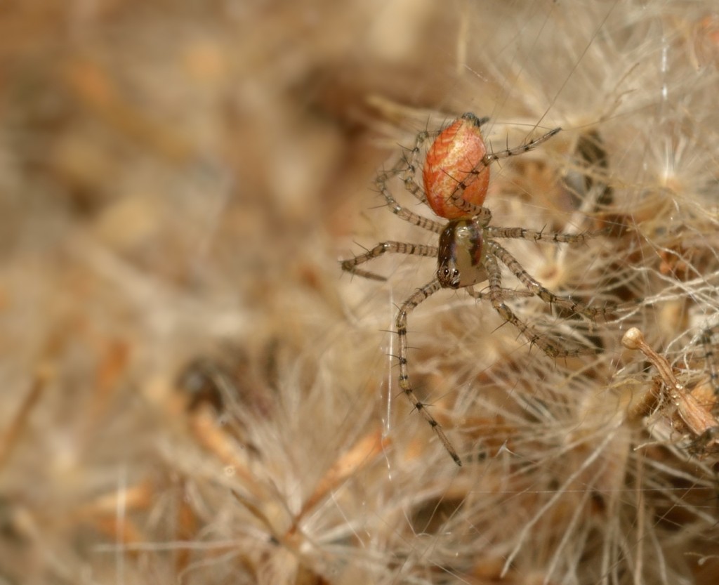 Peucetia babies_12022014-14_620 COC