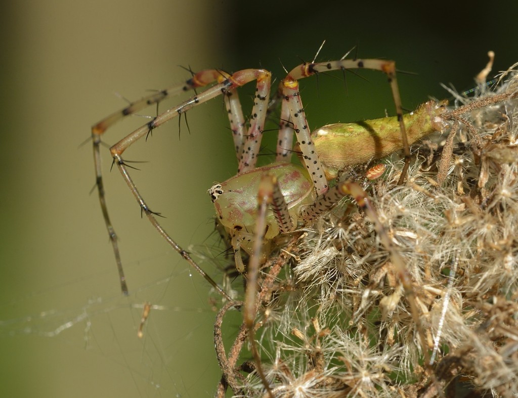 Peucetia babies_12092014-20_620 COC