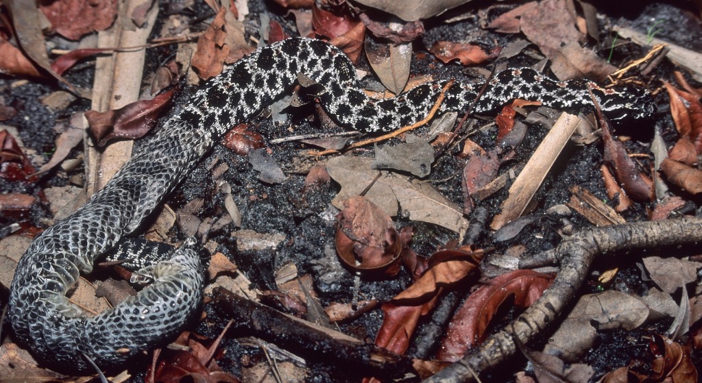 Once pigmy rattlesnake neonates shed their skin for the first time, they are on their own.