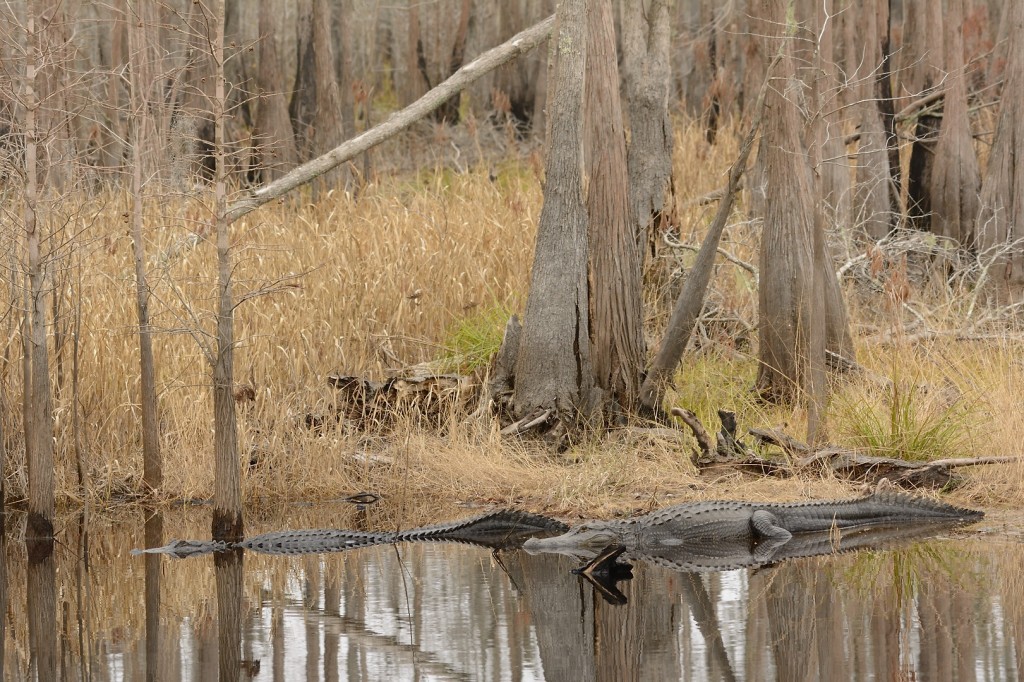 Alligators were out  basking on this gray day.  These beasts are in the canal paralleling the Suwannee River Sill.