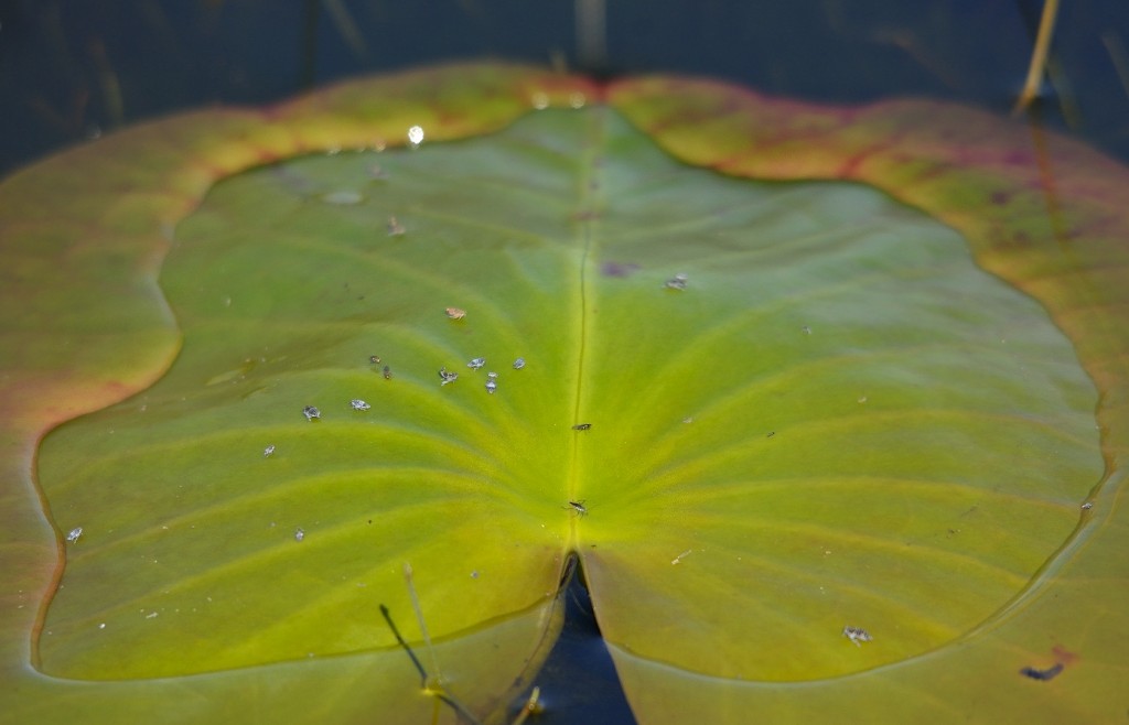 Interesting assemblage of insects in the unwet portion of a water lily leaf.  There's a little water strider (Gerridae) in the notch, a small fly (Ceratopogonidae?) above it, and a "herd" of what look like some kind of leafhopper or planthopper nymphs.