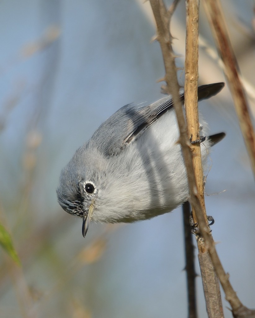 Blue-gray gnatcatcher