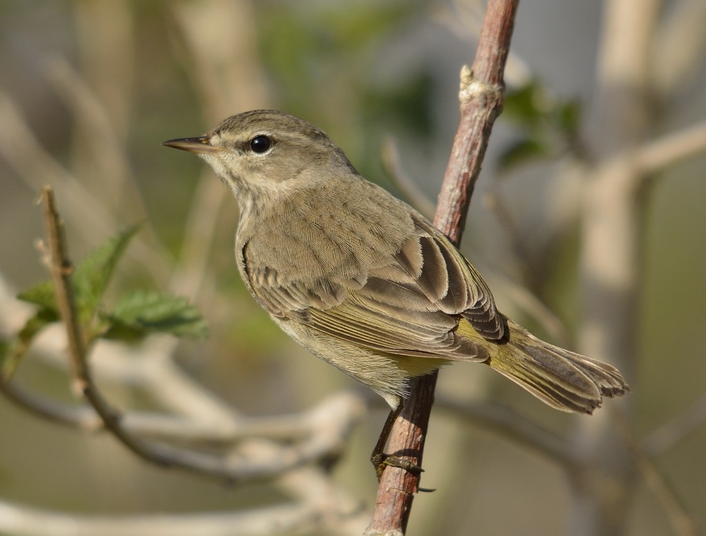 Palms were the most abundant warblers.  Others included yellow-rumps, common yellowthroats, and an orange-crowned warbler.