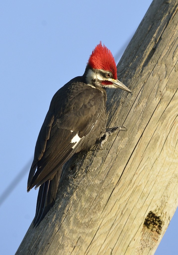 The male (red stripe extending back from the base of the bill; females lack this) of a pair of pileated woodpeckers that were courting and canoodling on the phone poles along Emeralda Island Rd.