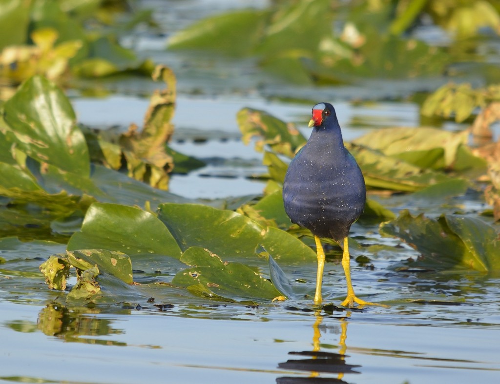 Several purple gallinules were active on the spatterdock beds along the edge of Lake Griffin.