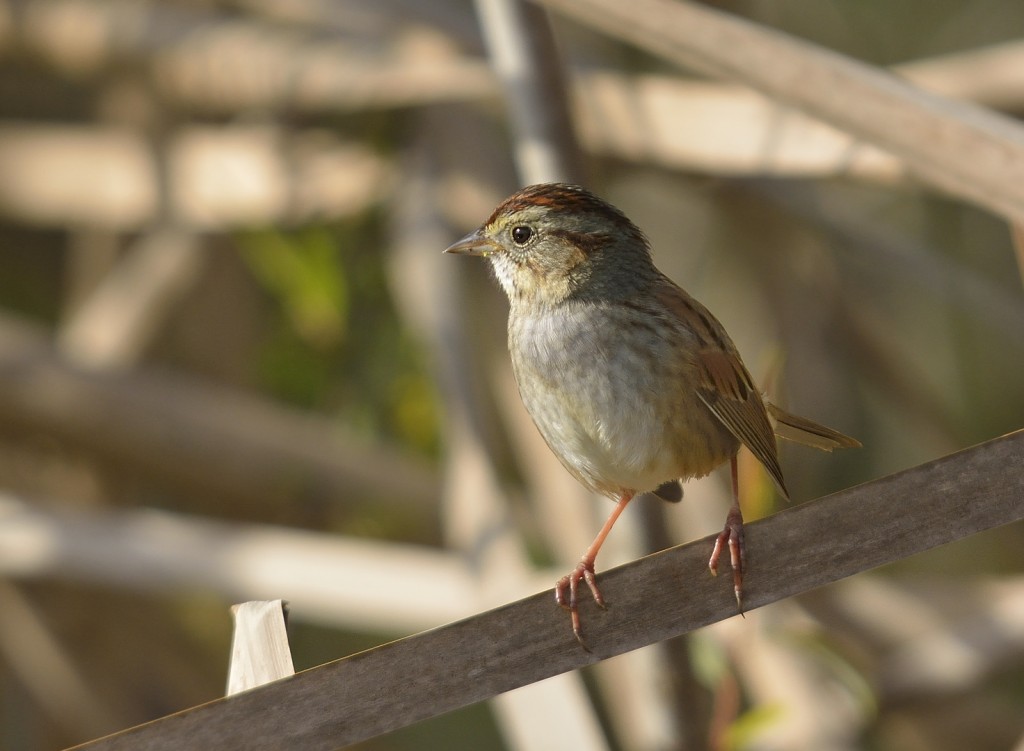 Swamp sparrows were thick throughout.