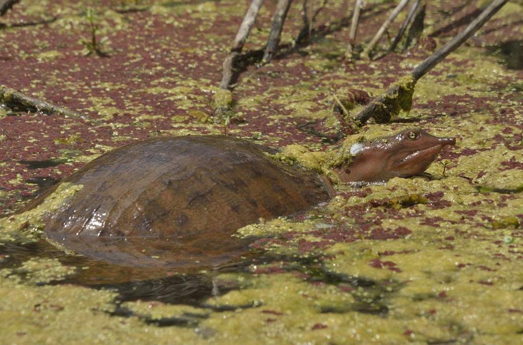 A big female soft-shelled turtle (Apalone ferox) mucking around in the shallows.