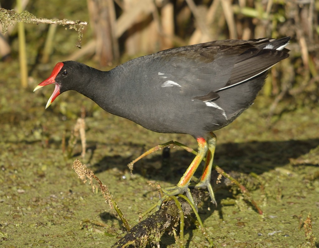 Common gallinules were abundant, including numerous pairs tending to their broods of newly hatched fuzzballs.