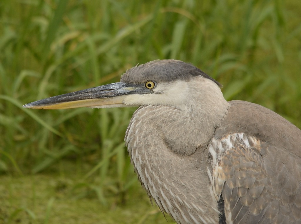 Recently fledged great blue heron.