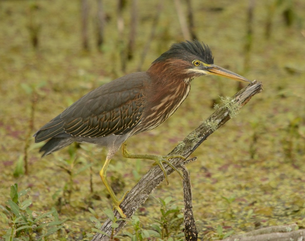 Green herons were abundant, but very shy.  This one allowed me one shot before taking off.