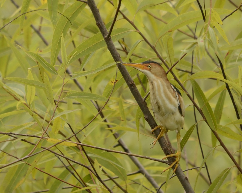 A more typical view of a least bittern.