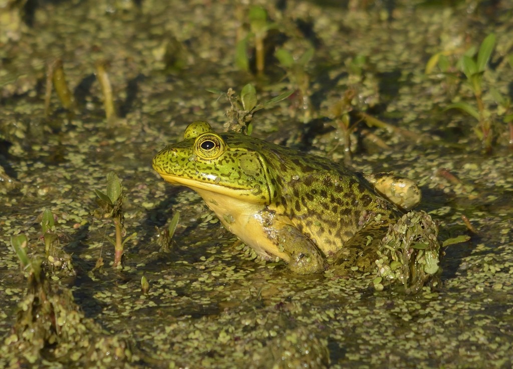 Bullfrog (Lithobates or Rana catesbeianus)