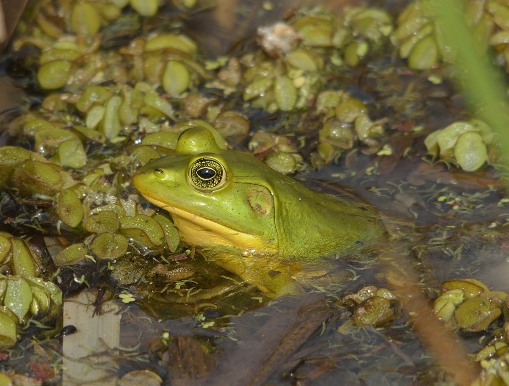 Pig frog (Lithobates or Rana grylio)