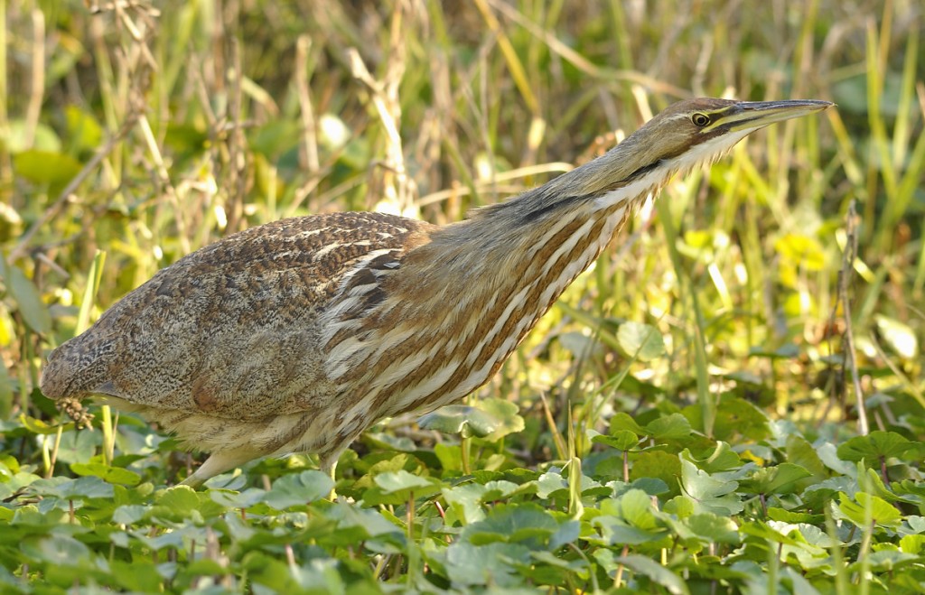 I have dozens of images  of the larger American bittern that I'm pretty happy with;  least bitterns are a different story.
