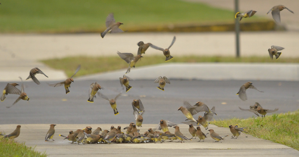 Congregation of waxwings at a sidewalk puddle on the Stetson campus.