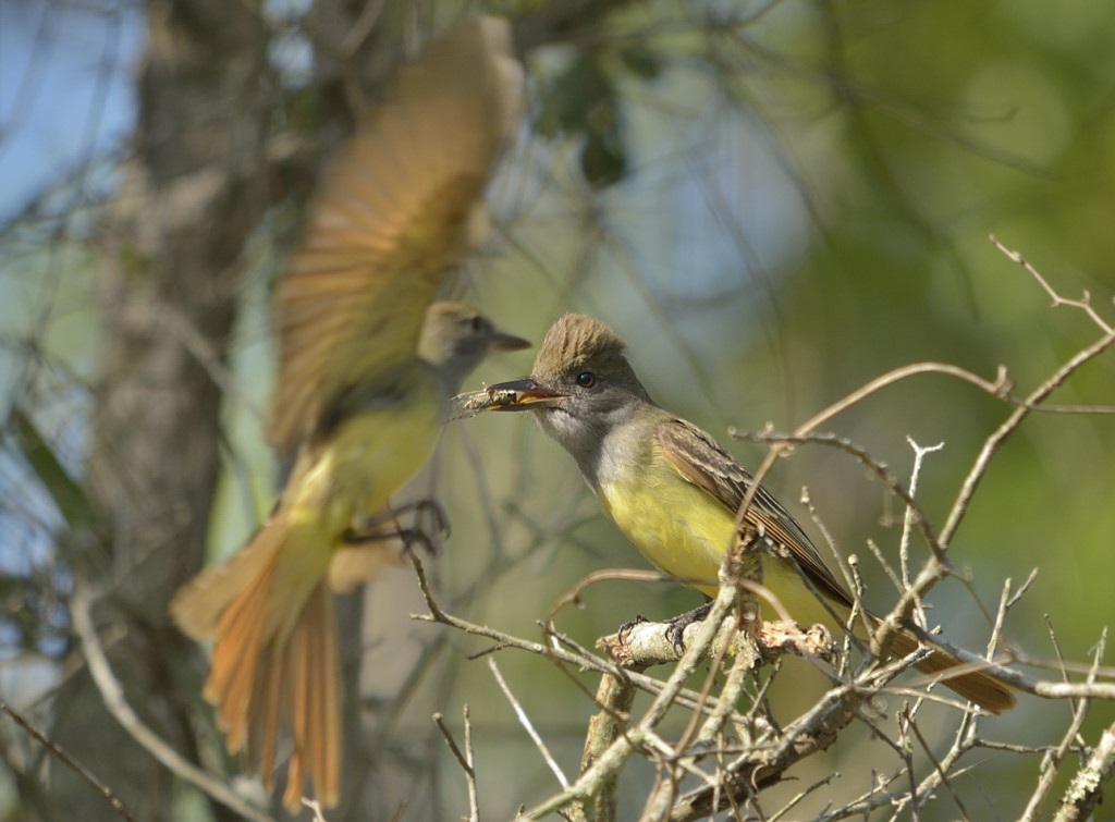 Great crested flycatchers are monogamous, and strongly bonded. I nearly always see them traveling in pairs. That doesn't mean this male is going to share his cicada with the mate, though.