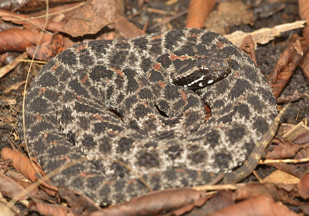 This adult dusky pigmy rattlesnake is in a typical foraging coil.