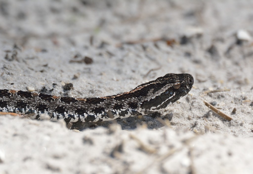 Are older pigmy rattlesnakes smarter than younger ones? What is animal intelligence? 