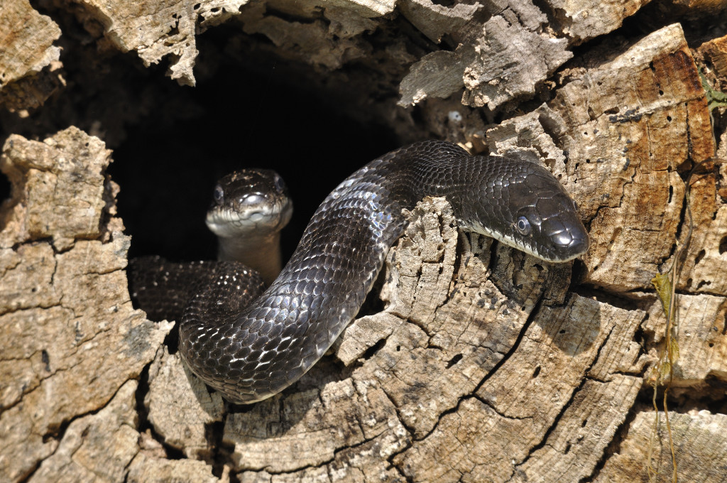 Arboreal rat snakes, like these black rat snakes (Pantherophis allegheniensis) spend much of their days watching the comings and goings of their fellow creatures. Then go out and eat them.