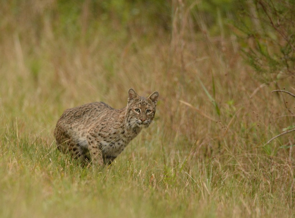 lynx-rufus_11092016-13_l-george-ca