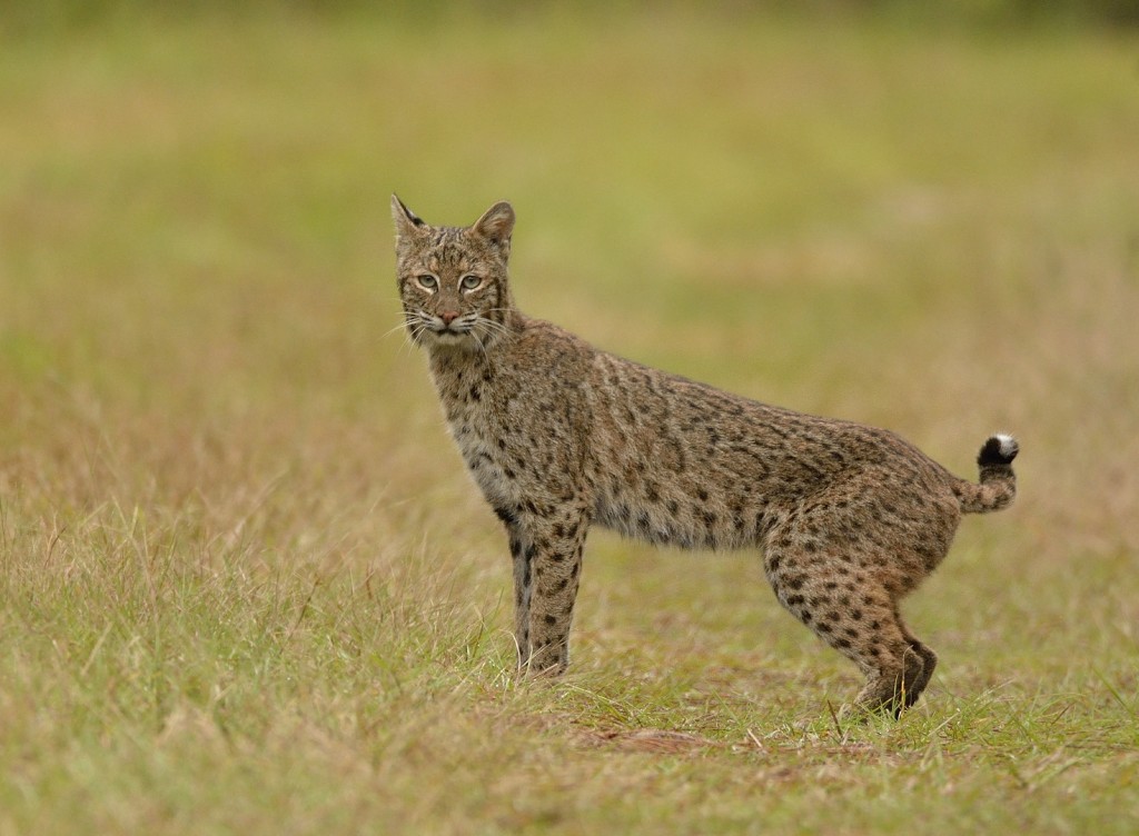 lynx-rufus_11092016-17_l-george-ca