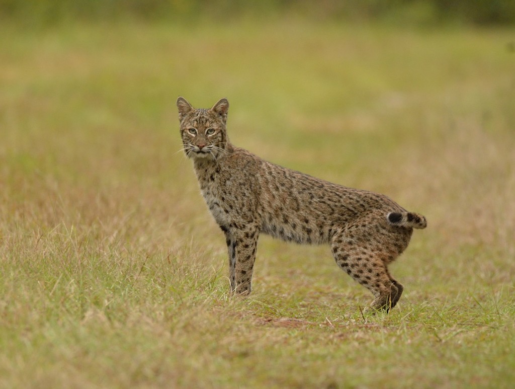 lynx-rufus_11092016-20_l-george-ca