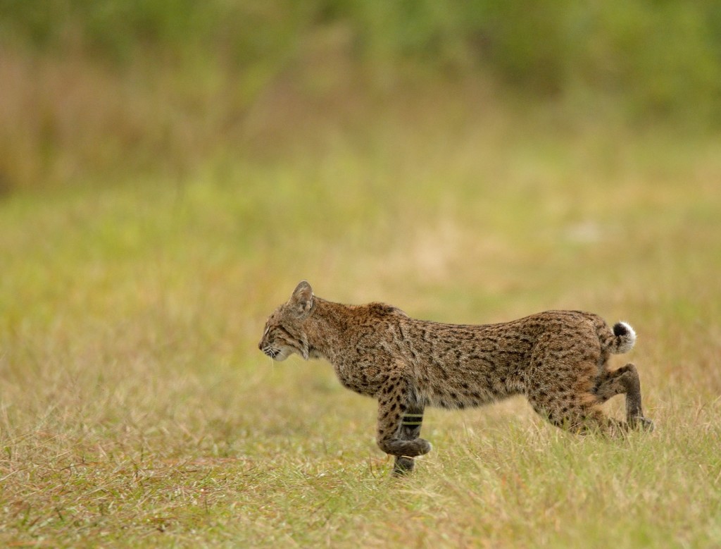 lynx-rufus_11092016-25_l-george-ca