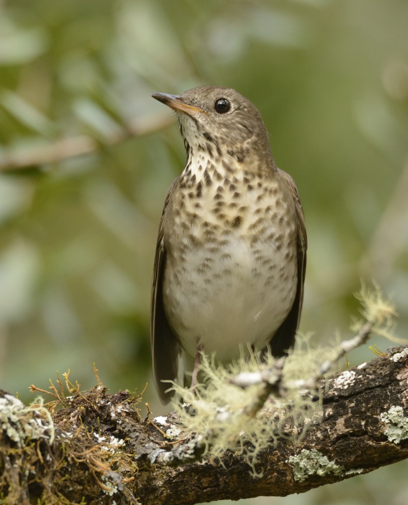 Gray-cheeked and Bicknell's thrushes are nearly identical. Some of the bird ID experts at the Florida Rarities FB page were unable to determine which this bird is.