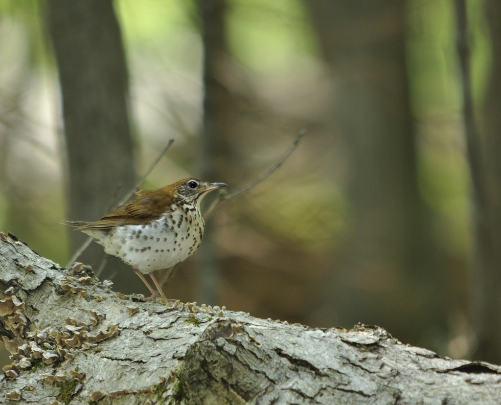 Wood thrushes are hard to find in Florida, though they are widespread breeders in eastern deciduous forest of the eastern half of the U.S. 