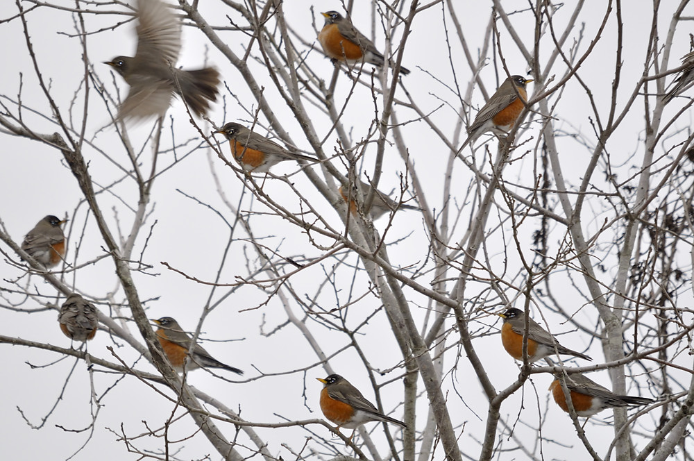 A small winter flock of robins.